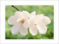 City flower, White Magnolia