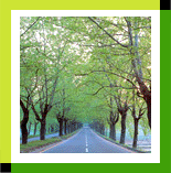Spring Avenue of Trees