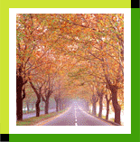 Autumn Avenue of Trees