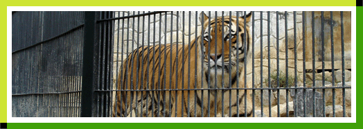 Cheongju Zoo