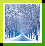 Winter Avenue of Trees