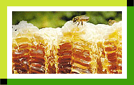 Cheongwon-Life Native Honey