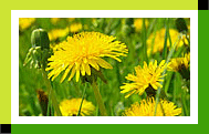Cheongwon-Life Dandelion