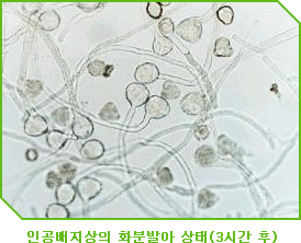 인공배지상의 화분발아상태(3시간 후)이미지