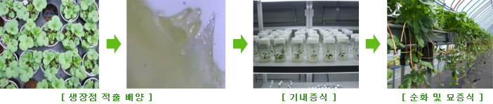 딸기 무병묘 생산 및 증식체계 - 1.생장점 적출 배양, 2.기내증식, 3.순화 및 묘종식