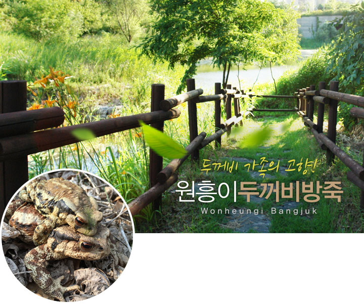 두꺼비 가족의 고향! 원흥이 두꺼비 방죽 Wonheungi Bangjuk